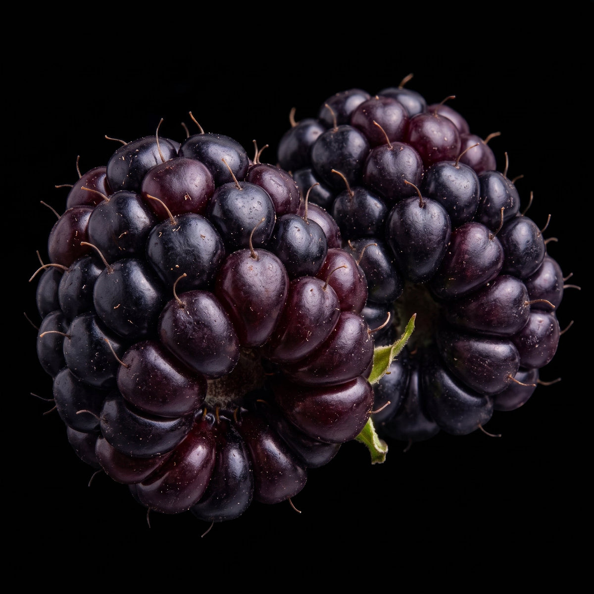 Brombeere